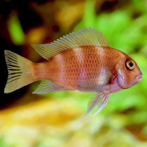 Cyphotilapia frontosa sp.red - Tanganjikabeulenkopf sp. rot 3-4 cm